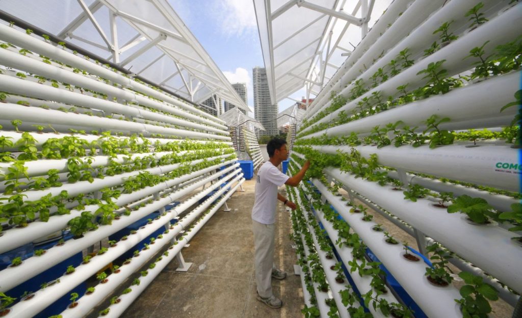 The Future of Farming for Cities of the Future