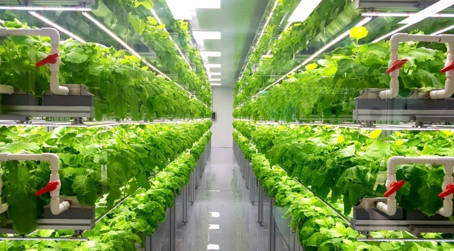 From Insects to Vertical Farming, The Future of Food is Sustainable